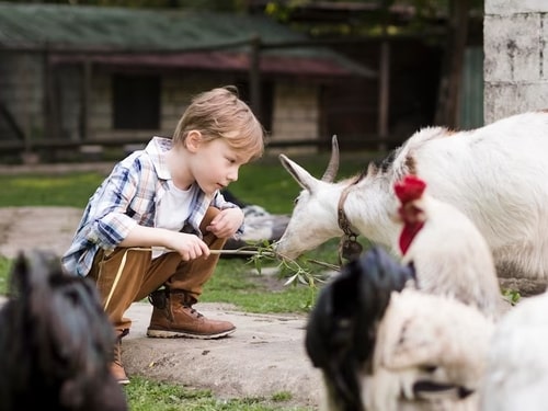 Interação com animais de fazenda como terapia para autismo