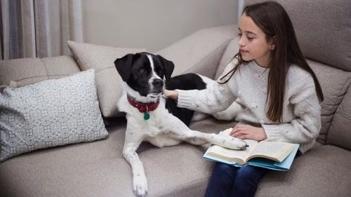Leitura para cães como atividade para autismo